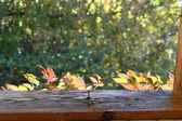 Enlarge photo 370