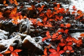 Enlarge photo 185