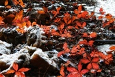 Enlarge photo 186