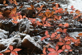 Enlarge photo 184