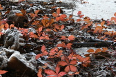 Enlarge photo 187