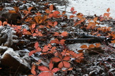 Enlarge photo 188