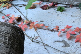 Enlarge photo 200