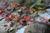 Enlarge photo 199