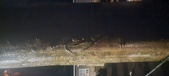 Enlarge photo 269