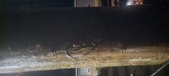 Enlarge photo 268