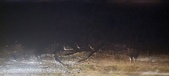 Enlarge photo 267