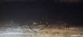 Enlarge photo 266