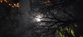 Enlarge photo 72