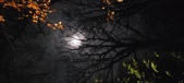 Enlarge photo 66