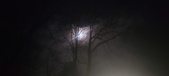 Enlarge photo 61