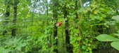 Enlarge photo 300