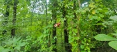 Enlarge photo 301