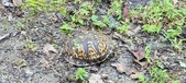 Enlarge photo 278