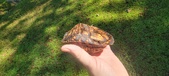 Enlarge photo 264