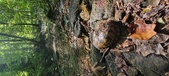 Enlarge photo 182
