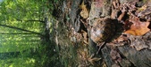 Enlarge photo 181