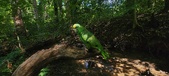 Enlarge photo 175