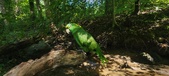 Enlarge photo 173