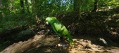 Enlarge photo 172