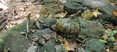 Enlarge photo 143