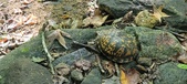 Enlarge photo 70