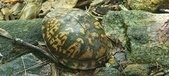 Enlarge photo 54