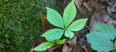 Enlarge photo 52
