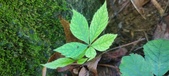 Enlarge photo 51