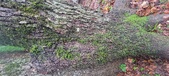 Enlarge photo 72