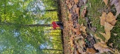Enlarge photo 96