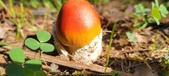 Enlarge photo 418