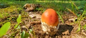 Enlarge photo 412