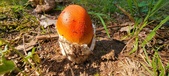 Enlarge photo 415