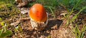 Enlarge photo 410