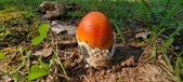 Enlarge photo 409