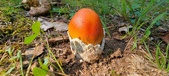 Enlarge photo 406