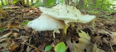 Enlarge photo 389