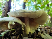Enlarge photo 387