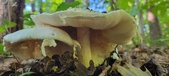 Enlarge photo 386