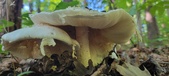 Enlarge photo 385