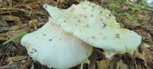Enlarge photo 383