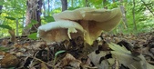 Enlarge photo 381