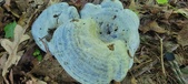 Enlarge photo 379
