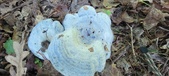 Enlarge photo 376