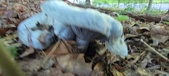 Enlarge photo 375