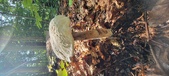 Enlarge photo 366