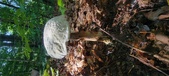 Enlarge photo 364