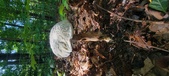 Enlarge photo 363