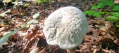 Enlarge photo 360